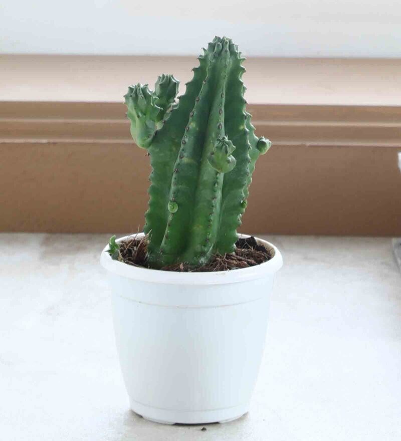 Buy Zipper Cactus Natural Plant by Root Bridges Online Natural Plants